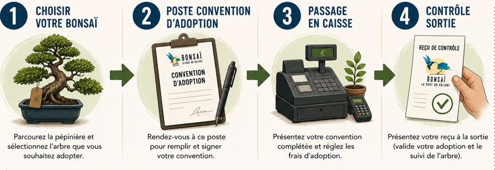 Les &eacute;tapes de l'adoption d'un arbre bonsa&iuml; : du choix en p&eacute;pini&egrave;re &agrave; la convention d'adoption